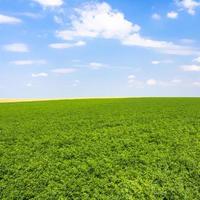 vista del campo verde de alfalfa bajo un cielo azul foto