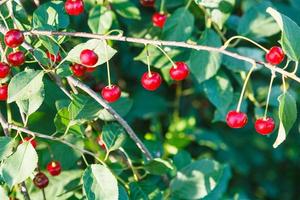 many red cherry on tree branch in summer photo