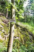 bosque de la selva negra cerca del pueblo de bergheim foto