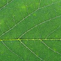 oak green leaf close up photo