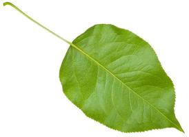 back side of green leaf cherry tree isolated photo