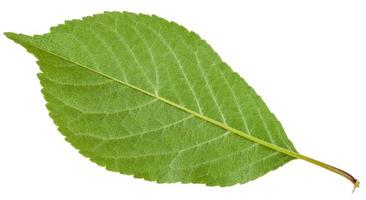 back side of Prunus padus green leaf isolated photo