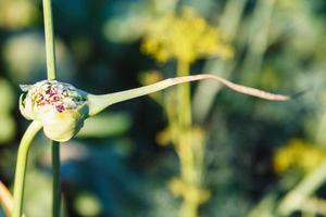 seeds of onion close up at summer sunset photo