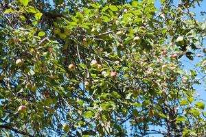 tree branch with yellow and pink apples in orchard photo