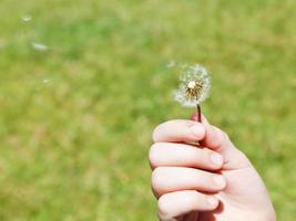 girl blows a dandelion parachutes photo