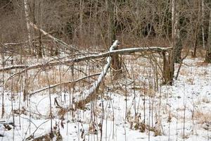 snow-covered clearing in forest photo