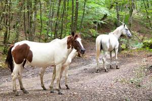 horse family on mountain road photo