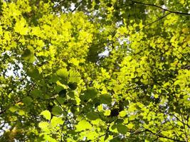 green foliage in sunlight photo