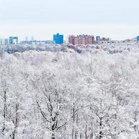 snow oak trees in woods and city in winter day photo