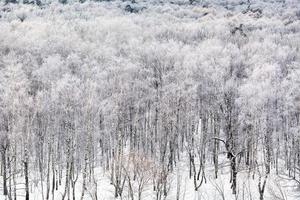 birch grove covered by snow in cold winter day photo