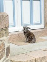 dog waits near closed door photo