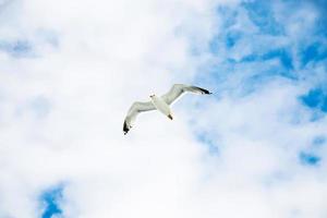 seagull hovering in blue sky with white clouds photo