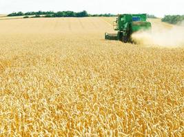 harvesting yellow wheat in caucasus region photo