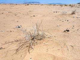 dried plants in Wadi Rum desert photo