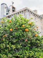 tangerine tree and medieval Faro Cathedral photo