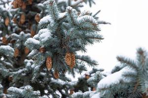 Blue spruce with cones, Picea pungens, branches covered with snow. photo