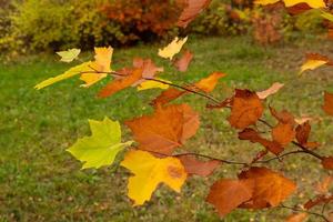 hojas de arce multicolores de otoño en una rama de árbol. enfoque selectivo. foto