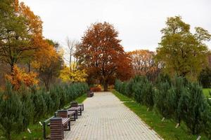 Autumn landscape photography, the European part of the Earth. Autumn colorful bright swinging leaves on trees in autumnal park. Beautiful nature scene background photo