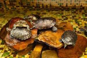 Red-eared turtles. AKA Pond slider Trachemys scripta elegans sunbathe on a rock in the water. photo