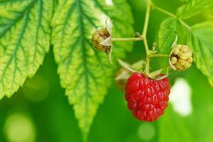 one ripe red raspberry in green leaves photo