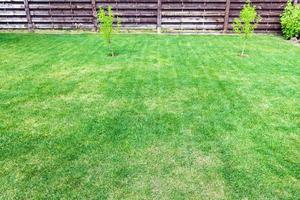 clipped lawn with young trees near wooden fence photo