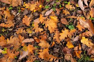 Northern red oak leaves. Autumn ecological carpet. Selective focus. photo