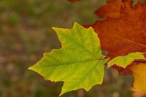 Autumn multicolored maple leaves on a tree branch. Selective focus. photo