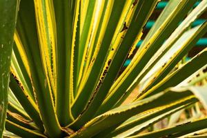 Striped agave succulent, cactus, close-up. Wild plants in the street. Selective focus. photo