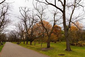 callejón de árboles sin hojas en el parque de la ciudad de otoño, bancos. noviembre. foto