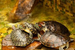 Red-eared turtles. AKA Pond Slider Trachemys scripta elegans sunbathes on a rock in the water. Selective focus. photo