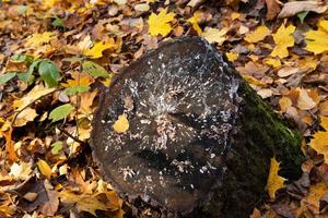 Abstract background, texture of an old moldy tree stump in autumn. photo