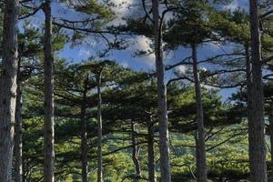 árbol pino de montaña con una gran corona abovedada y un tronco grande, crece en las montañas. foto