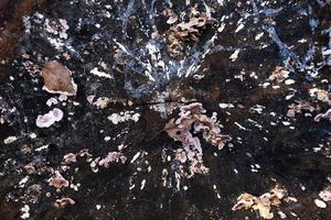 fondo abstracto, textura de un viejo tocón de árbol mohoso en otoño. foto