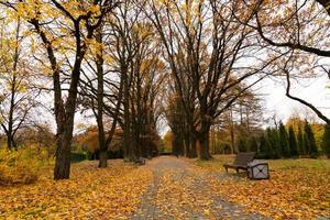 callejón de otoño en el parque con bancos y hojas amarillas caídas. foto