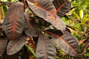 Red-green leaves of a rubber plant ficus. Ficus is elastic. Selective focus. photo