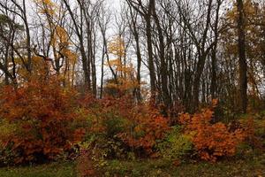 paisaje otoñal bosque salvaje con hojas de arce y árboles foto