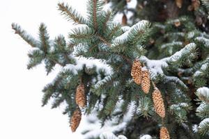 Blue spruce with cones, Picea pungens, branches covered with snow. photo