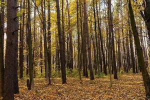 Autumn landscape wild forest with maple leaves and trees photo