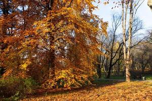 paisaje dorado de otoño con un bonito árbol, hojas que caen, cielo azul claro y el sol brillando cálidamente foto