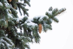 picea azul con conos, picea pungens, ramas cubiertas de nieve. foto