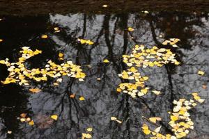 Background formed by fallen bright autumn leaves on the dark surface of the pond. photo