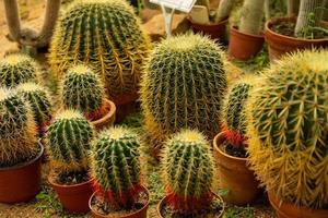 Cactus ball echinocactus grusonii in the garden. Succulent golden barrel cactus close up photo