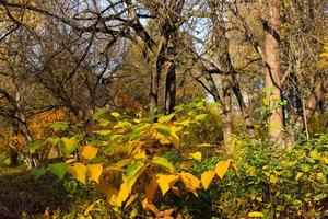 Golden autumn scenery with a nice tree, falling leaves, clear blue sky and the sun shining warmly photo