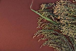 Dry spikelets of millet on brown background with copy space photo
