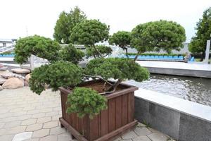 Decorative green, coniferous tree in a flowerpot outside. photo