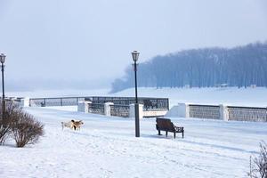 Beautiful benches in a park covered with snow. photo