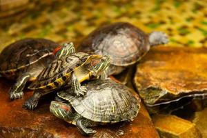 tortugas de orejas rojas. también conocido como deslizador de estanque trachemys scripta elegans toma el sol sobre una roca en el agua. enfoque selectivo. foto