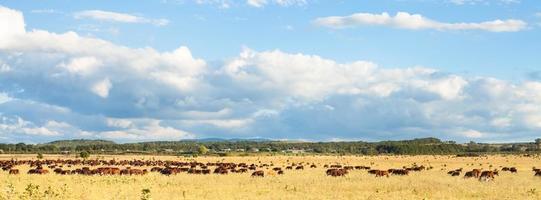 herd of cows grazing in pasture under blue sky photo