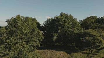 vue aérienne des terres agricoles avec des champs et des arbres video