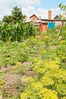 view of country garden on backyard photo